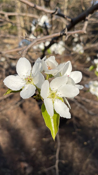 李子花