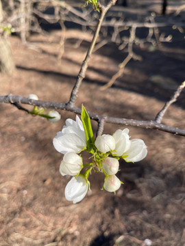 李子花