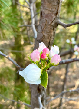 李子花