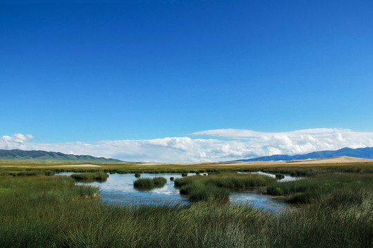 青海湖畔草原湿地的自然风光