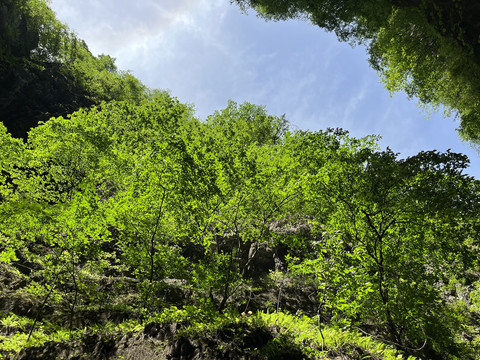 绿色风景