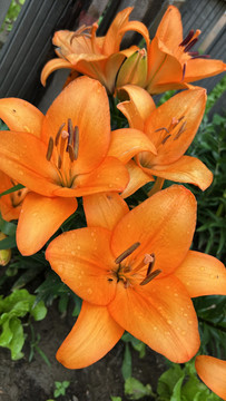 盛開的百合花