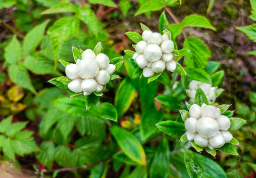 小草花