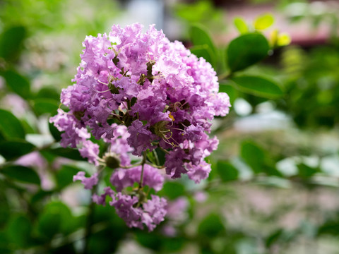 紫薇花团