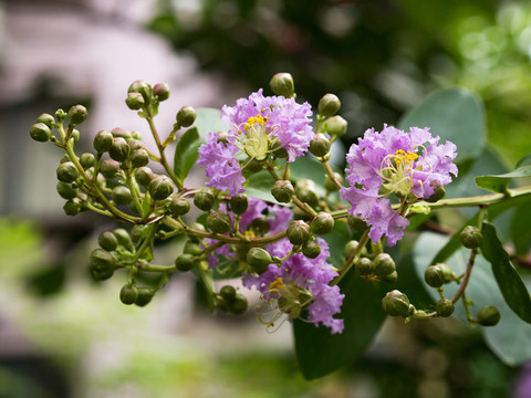 紫薇花枝