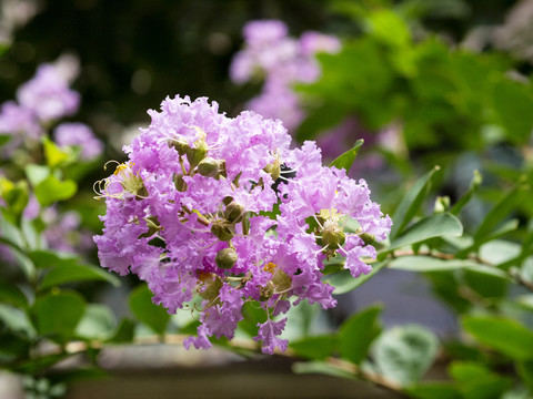 紫薇花韵