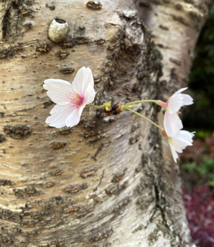 东京樱花