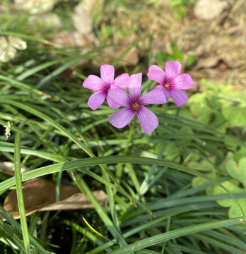 炸浆草