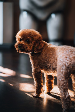 泰迪狗宠物小狗贵宾犬