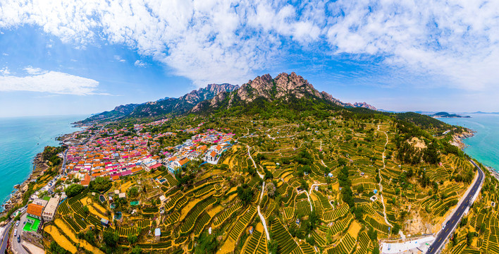 青岛崂山雕龙嘴茶园