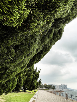 海边松树文艺感风景