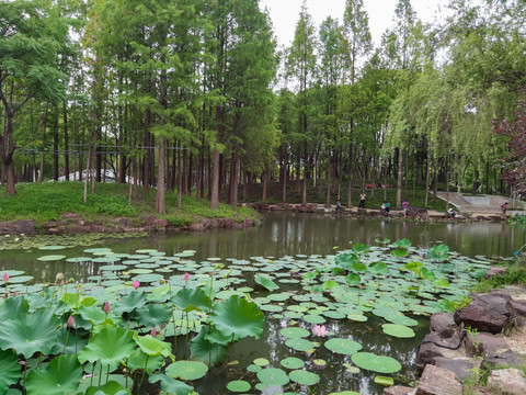 湿地荷花风景