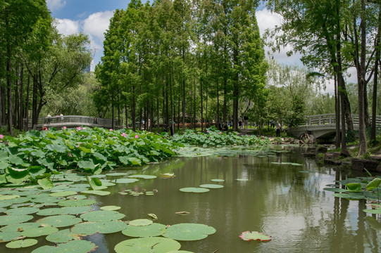 天然氧吧湿地公园