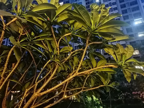 植物热带树