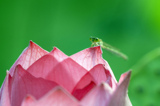 莲花开了