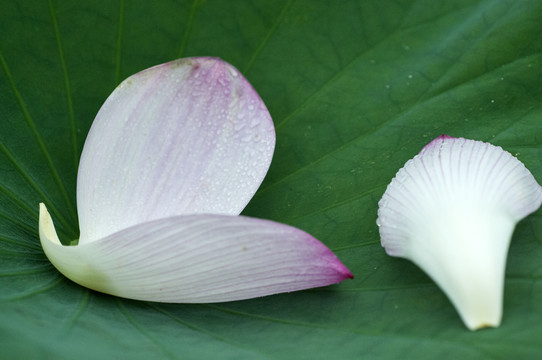 莲花开了