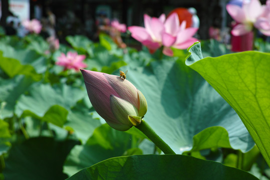 荷花特写莲花特写