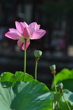 荷花特写莲花特写