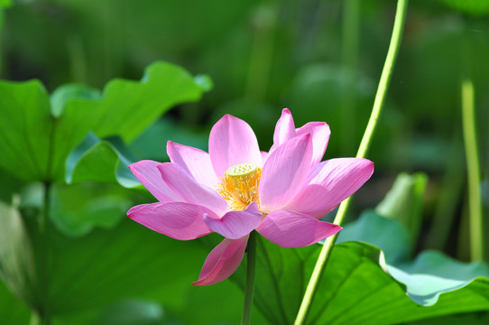 荷花藕莲花荷花特写