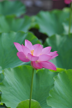 荷花荷叶藕田莲花