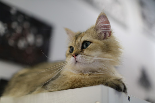 猫语咖啡店的宠物猫金吉拉猫