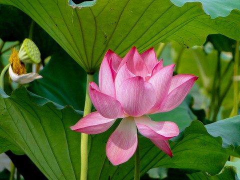 荷花莲花莲蓬花瓣