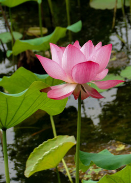 荷花莲花莲蓬花瓣