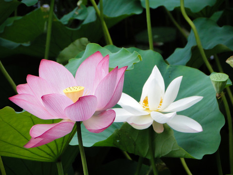 荷花莲花莲蓬花瓣