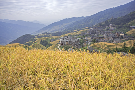 桂林龙胜梯田秋景