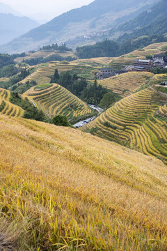 桂林龙胜梯田秋景