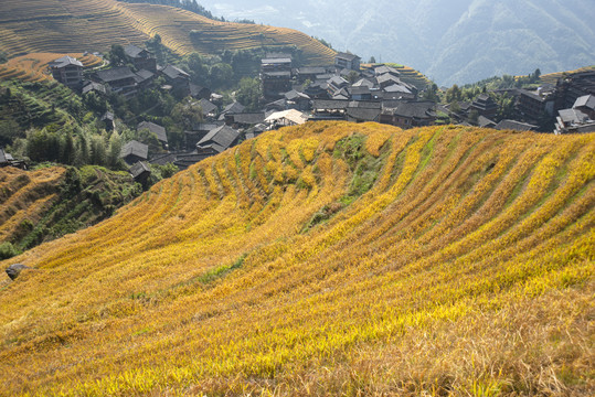 桂林龙胜梯田秋景