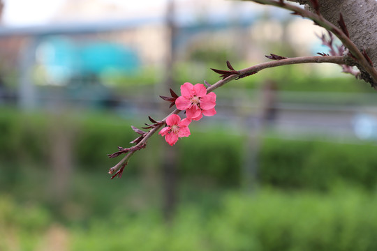 杏梅花