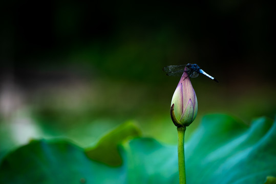 蜻蜓与花苞