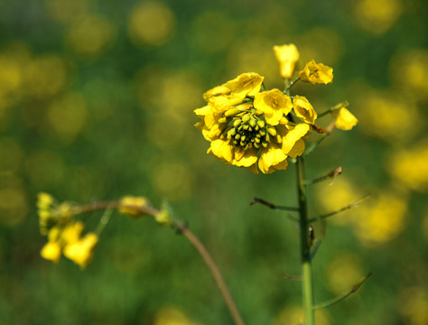 油菜花