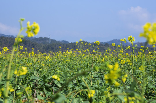 油菜田