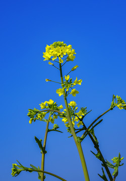 油菜花