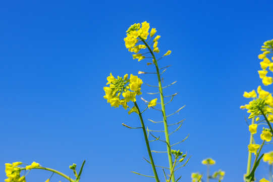 油菜花