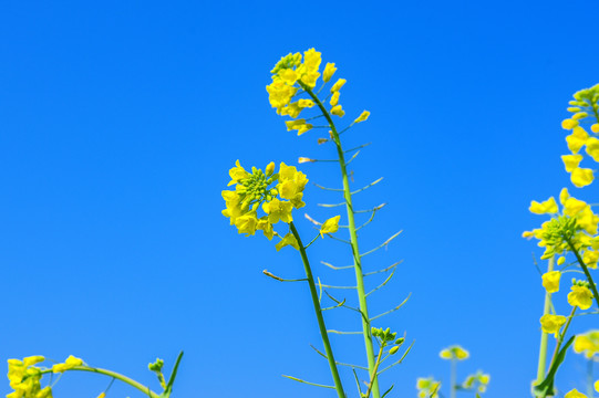 油菜花