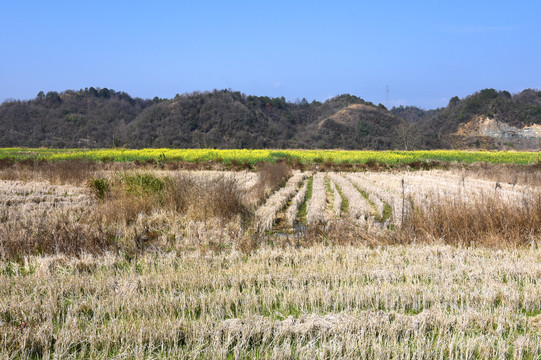 田园风光