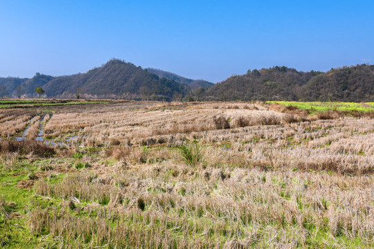 稻田