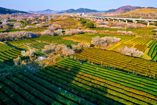 青岛茶园风光