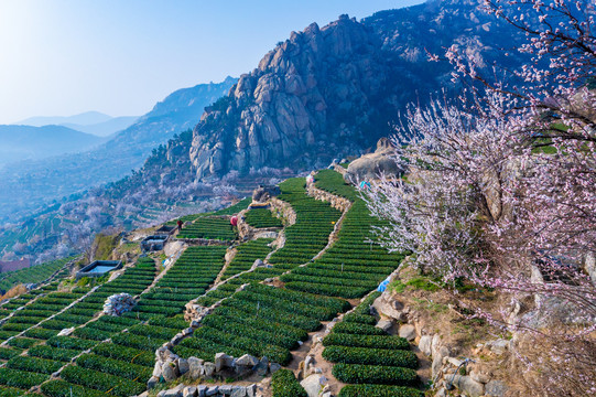 春天崂山茶园