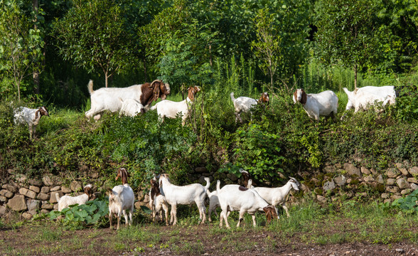 农家养羊