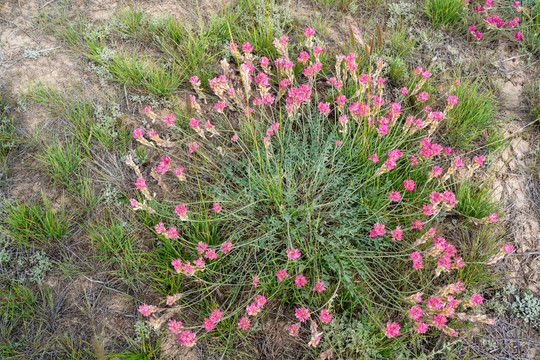 草原野花