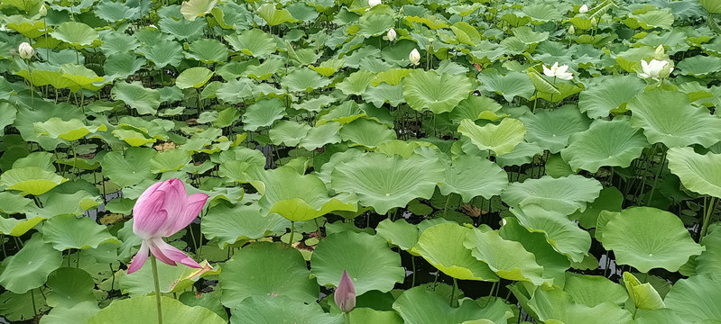 上海辰山植物园