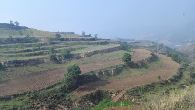 小米种植基地