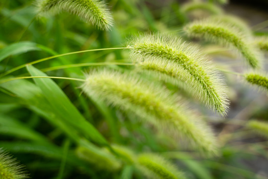 狗尾巴花