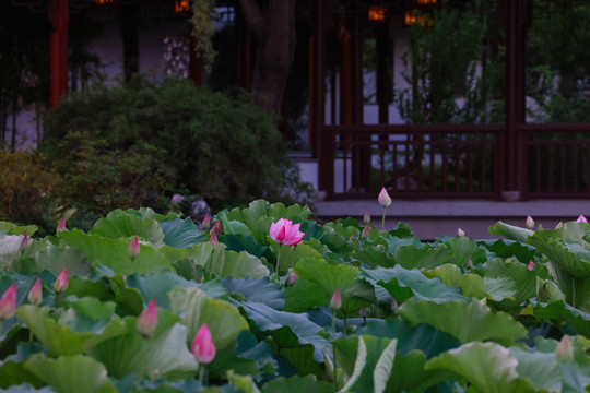 上海古漪园荷花池