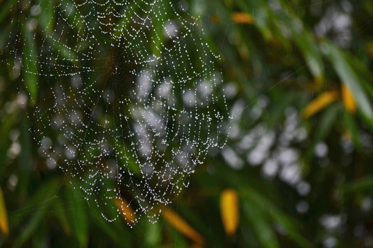 蛛网雨珠