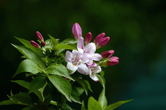 海仙花